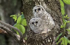 Half of North American birds may be at risk of extinction because of climate change, study says