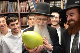 Image result for ‫אתרוג תימני‬‎