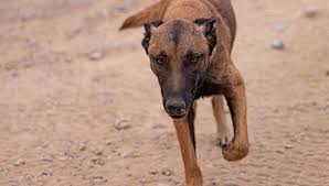 Trend Google: cane rabbia vittorio veneto