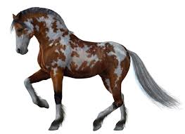 Image result for HORSE