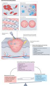 Advancements in Wound Management Materials and Technologies: From Research to Clinical Practice - 1