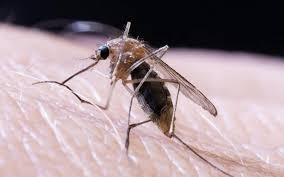 Trend Google: virus zika