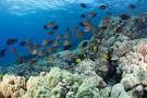 Snorkeling in kealakekua bay