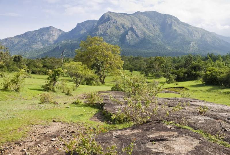 Mudumalai Tiger Reserve