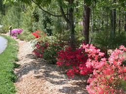 Image result for Azalea azaleas