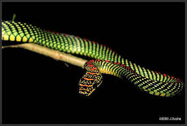 Petit problème d'armée Images?q=tbn:ANd9GcSUODP71IuHAh3xRXJTQ7TdEqbgx2aoAV9B1bpnBw3HaqEVeBU