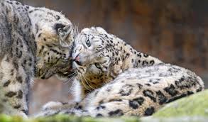 Résultat de recherche d'images pour "snow leopard biting tail"