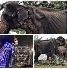 Elephant dies after festival parade in Sri Lanka