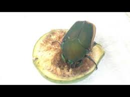 Résultat de recherche d'images pour "metallic green fig beetle"