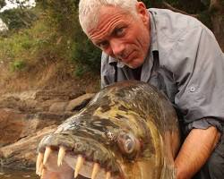 ピラニアの大きさの画像