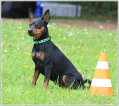 Adult Miniature Pinscher black and tan colored sitting in the grass next to a orange and wihite cone.