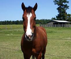 Image result for HORSE