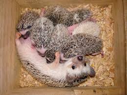 Résultat de recherche d'images pour "row of hedgehogs"