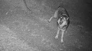 Wolf spotted in Seqouia National Park for the first time in a century: 'She did some hiking'