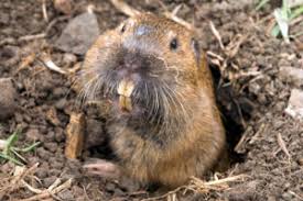 Image result for pocket gophers