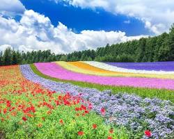 富良野のラベンダー畑の画像