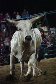 The World's Rankest Bulls Continue to Bring their Best to the 2026 PBR World Finals