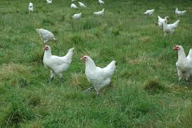 Image result for farming white chicken picture