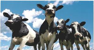 Cows