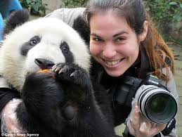 Snapper: Dafna Ben Nun caught the hilarious antics of the pandas while volunteering at the breeding centre - article-2119326-124C7D98000005DC-472_634x478