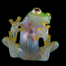 Image result for glass frog