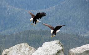 Image result for two birds in flight