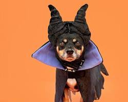 dog wearing a Halloween costume posing for a photoの画像