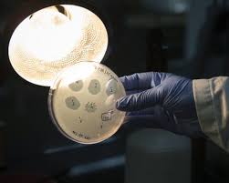 Safety fears as scientists make first viruses designed by AI