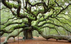 Resultado de imagen de arboles
