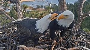Big Bear eaglet Sandy took a scary tumble. See how she's doing