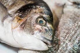 Peixe popular no Brasil entra em extinção e pode ter venda proibida