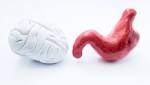  Researchers Uncover Gut Bacteria's Potential Role In Multiple Sclerosis