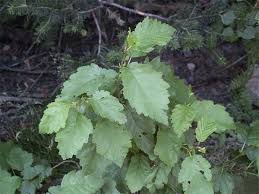 Image result for alder leaves