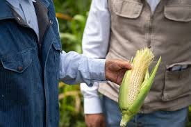 Producción Para El Bienestar