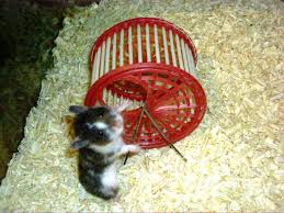 Alat Mainan Hamster 