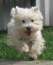 Hobby - West Highland White Terrier - Evelyn Bucher - Das ...