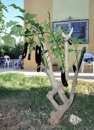 Resultado de imagem para patlican incir