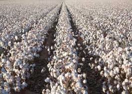 Image result for cotton