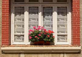 Esta es la planta más resistente para primavera según los expertos: con flores coloridas y fáciles de cuidar