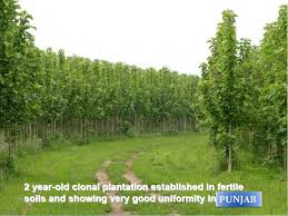 Image result for sagwan image green tree image