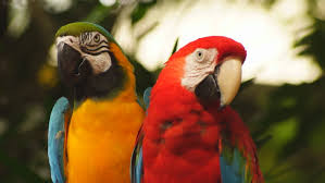 Image result for macaw parrot hd