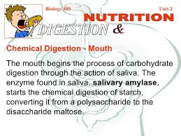 Image result for enzyme in saliva