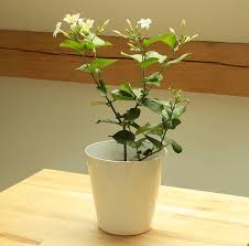 Image result for ‫تکثیر گل رازقی‬‎