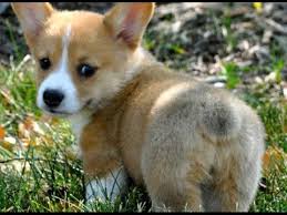 Image result for images of cute puppies