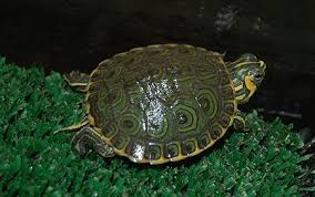 Resultado de imagen para trachemys callirostris