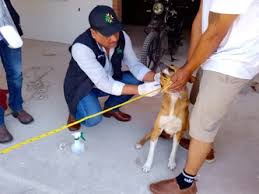 Establecen en SLP un cerco sanitario para controlar la plaga del gusano barrenador
