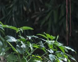 Afbeelding van Zooparc Overloon, Brabant