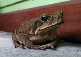 Frogs and Toads in Costa Rica