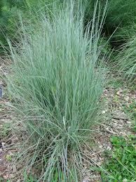 نتيجة بحث الصور عن ‪Big bluestem‬‏