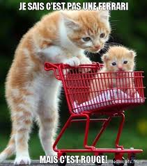 Résultat de recherche d'images pour "image de chat drole"